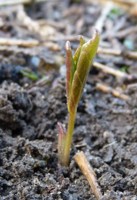 2016-03-06 Helleborus 'Anja Oudolf'.jpg