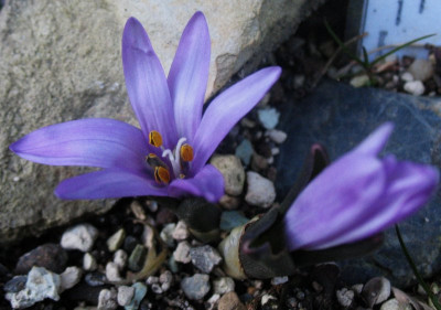 Bulbocodium vernum  ... 13.3.16 002.jpg