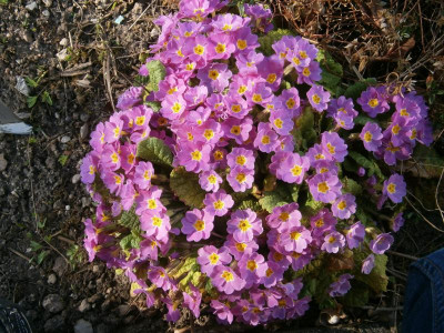 botanischer garten TÜ efeu mistel eibe 010.JPG