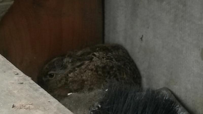 Kleiner Hase.jpg
