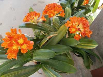 botanischer garten TÜ efeu mistel eibe 023.JPG