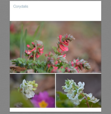 Corydalis.jpg
