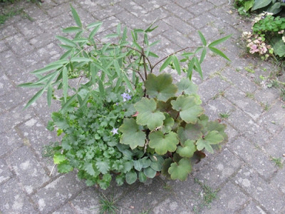 Euonymus cornutus var. quinquecornutus (Kopie).jpg