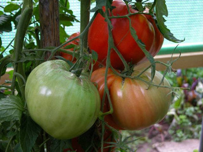 tomaten_am_stock.JPG