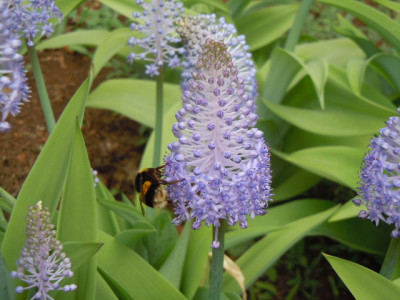 Madeira 2015 001.JPG