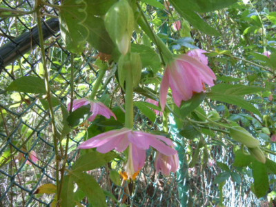 Madeira 2015 030.JPG