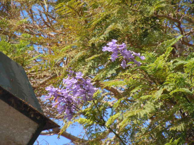 Madeira 2015 054.JPG