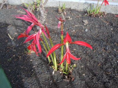 La Palma 2016 001.JPG