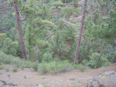 La Palma 2016 033.JPG