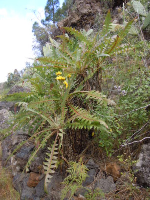 La Palma 2016 038.JPG