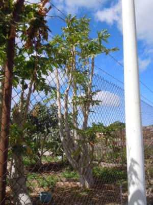 La Palma 2016 056.JPG