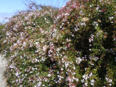 La Palma 2016 048.JPG