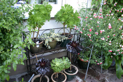 Aeonium0709a.jpg