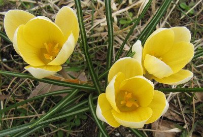 IMG_7122_C_crysanthus_Cream_Beauty_14Maerz2016_.jpg