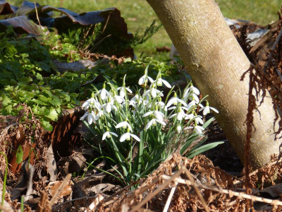 2016-03-14 Gartenimpressionen 1.jpg