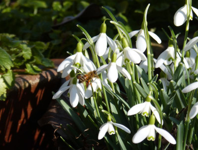 2016-03-14 Gartenimpressionen 2.jpg