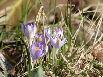 2016-03-14 Gartenimpressionen 3.jpg