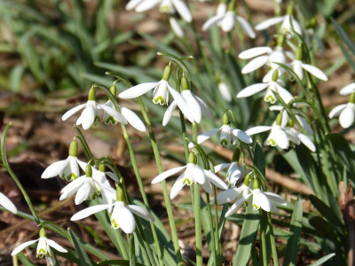 2016-03-14 Gartenimpressionen 4.jpg