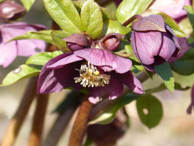 2016-03-14 Gartenimpressionen 5.jpg