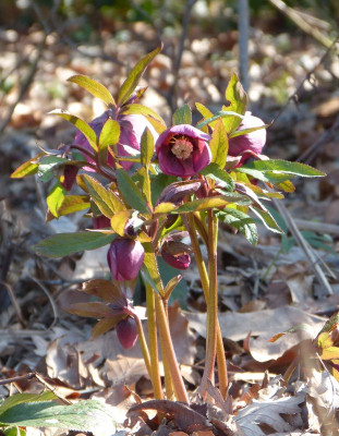 2016-03-14 Gartenimpressionen 6.jpg
