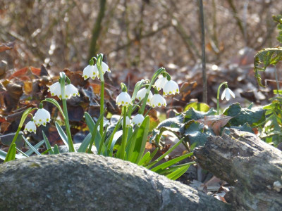 2016-03-14 Gartenimpressionen 7.jpg