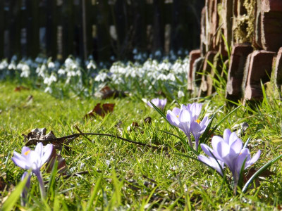 2016-03-14 Gartenimpressionen 9.jpg