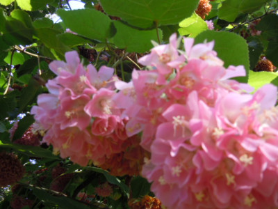 Teneriffa 2015 053.JPG
