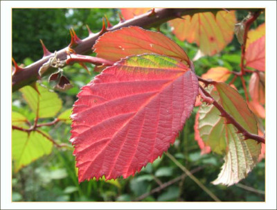BLATT_SO_1009_RIV.jpg