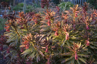 Euphorbia_martinii-AscotRainbow.16-2.jpg