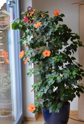 Hibiskus.16-1.jpg