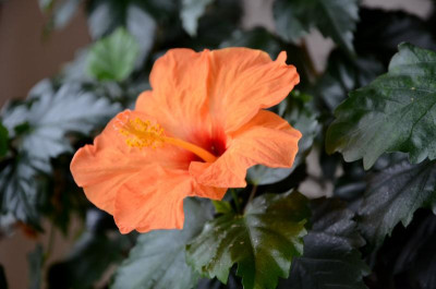 Hibiskus.16-2.jpg