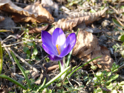 2016-03-14 Crocus 1.jpg