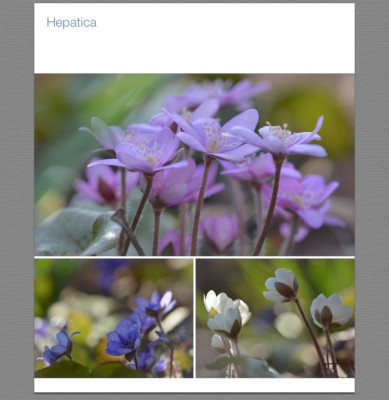 Hepatica.jpg