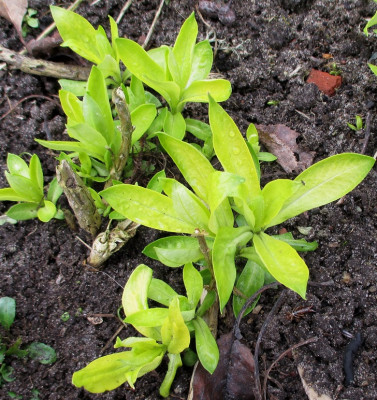 Phlox_b.jpg