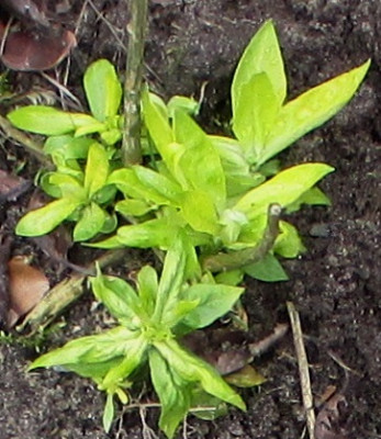 Phlox_a.jpg