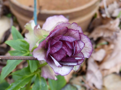 2016-03-15 Helleborus.jpg