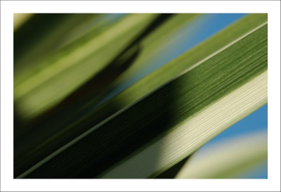 Iris_Pallida_1__09-09-2006.jpg