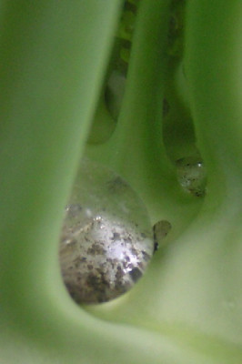 Tropfen-K-1.jpg