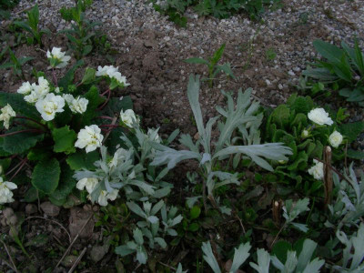 Primula Double Jack in the Green 'Dawn Ansell' DSCN5804.JPG