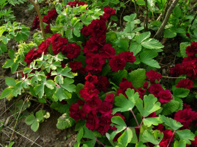Primula 'Captain Blood' DSCN2067.JPG