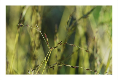 Gras_Variegata_1__09-09-2006.jpg