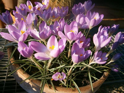 Krokus 16.3.16 014.JPG