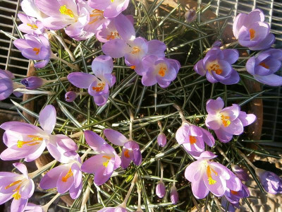 Krokus 16.3.16 002.JPG