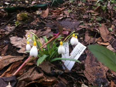 Primrose Warburg.jpg