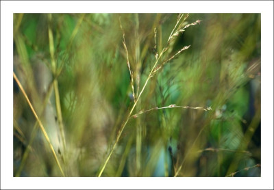 Gras_Variegata_2__09-09-2006.jpg