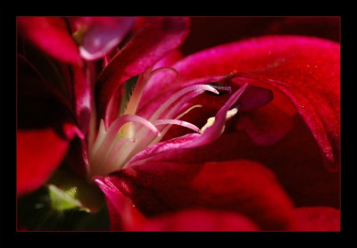 Geranium_1_09-09-2006.jpg