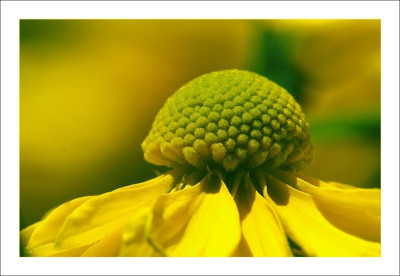 Helenium_Kanaria_1_09-09-2006.jpg
