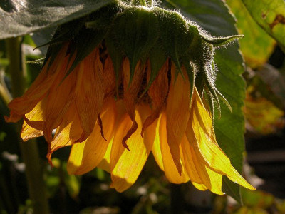 sonnenblume561.JPG