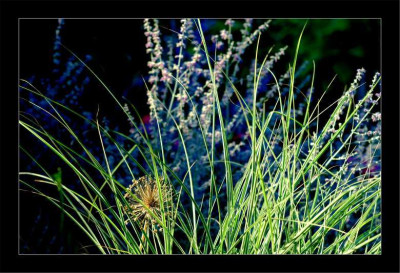 Gras_Morning_Light_1__09-09-2006.jpg