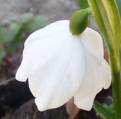 Leucojum-pure white-ax.jpg